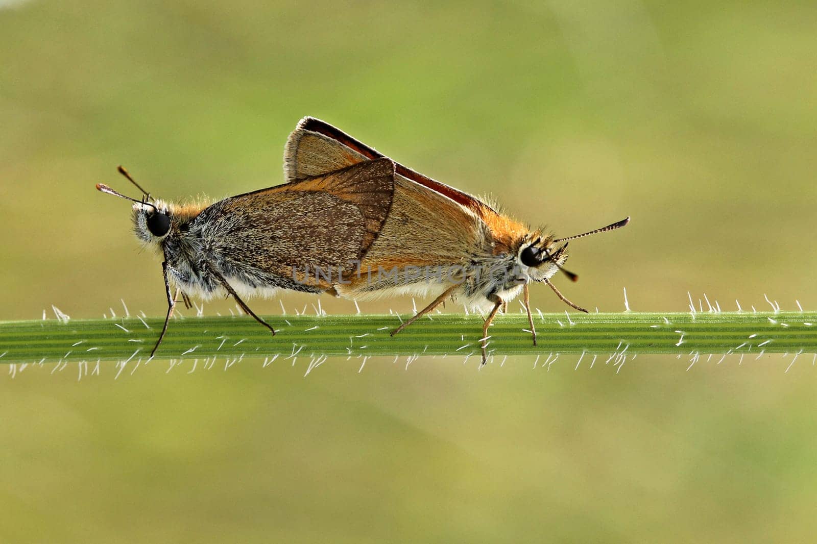 Thick-headed butterfly mating