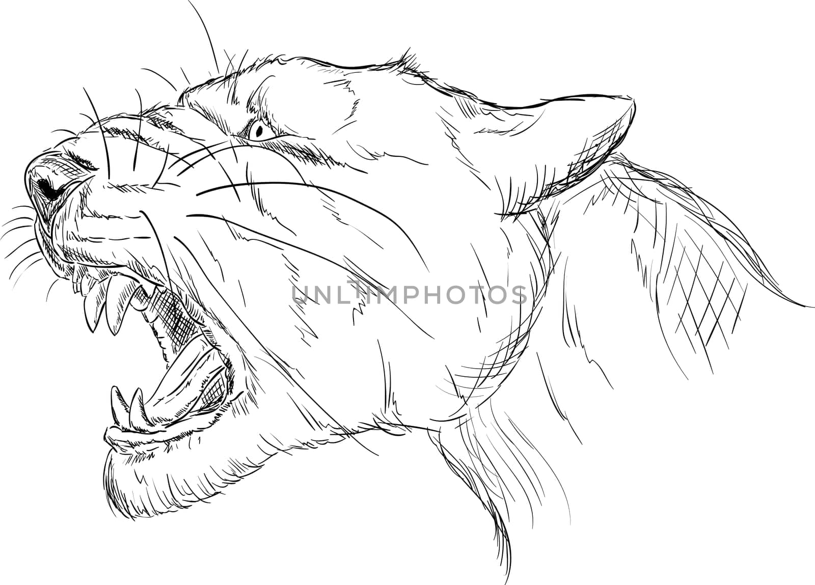 vector - head - cave lion - Panthera leo speleae