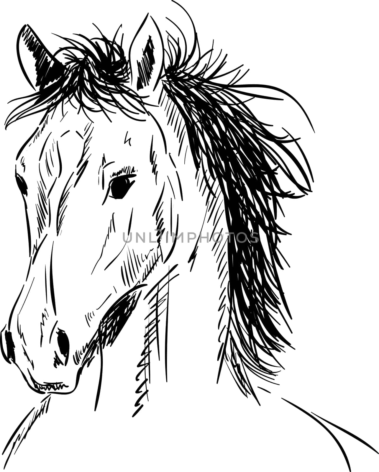 vector - portrait - haired horse head , isolated