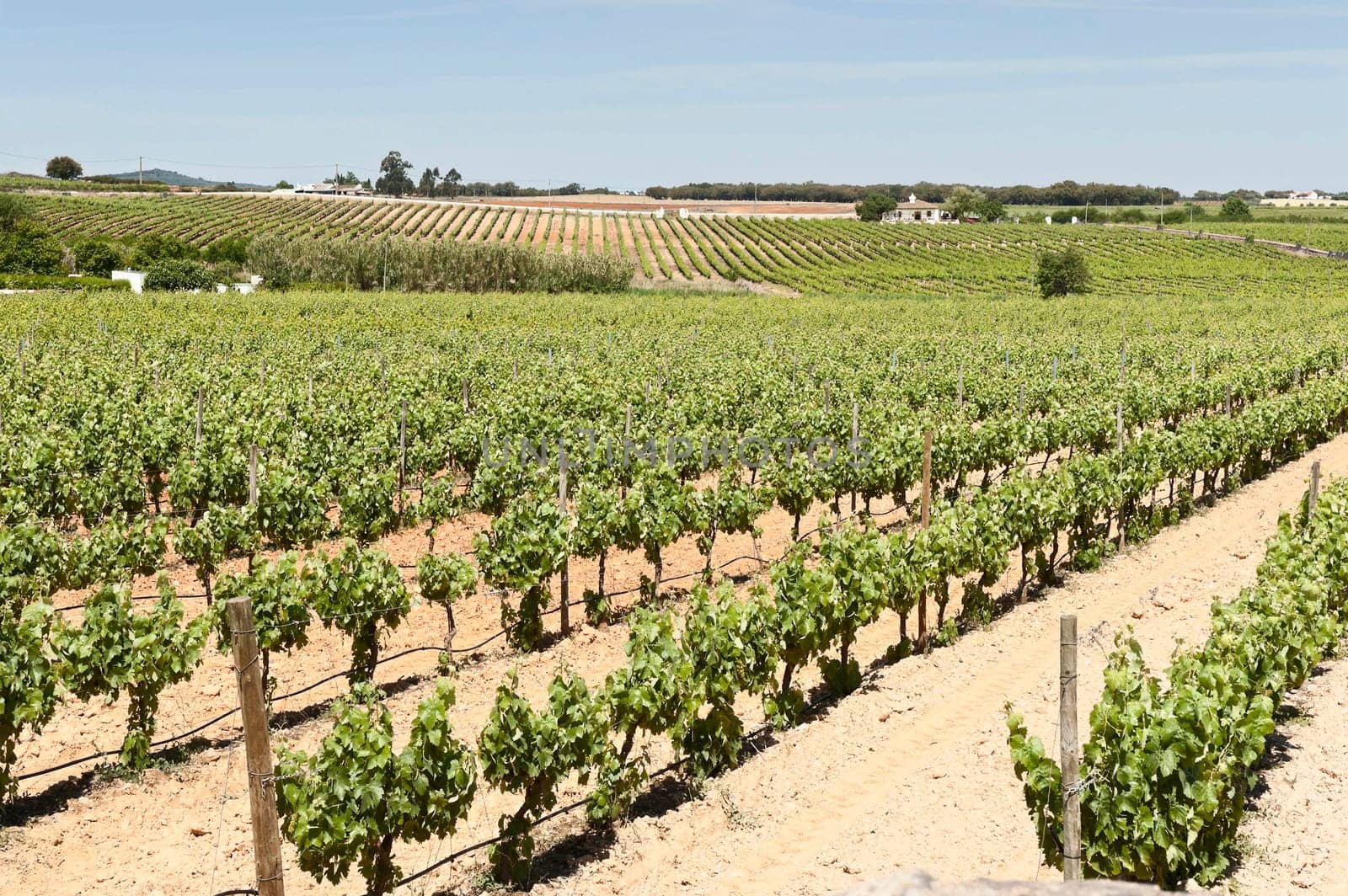 Vineyard in the fruit set season, Borba, Alentejo, Portugal