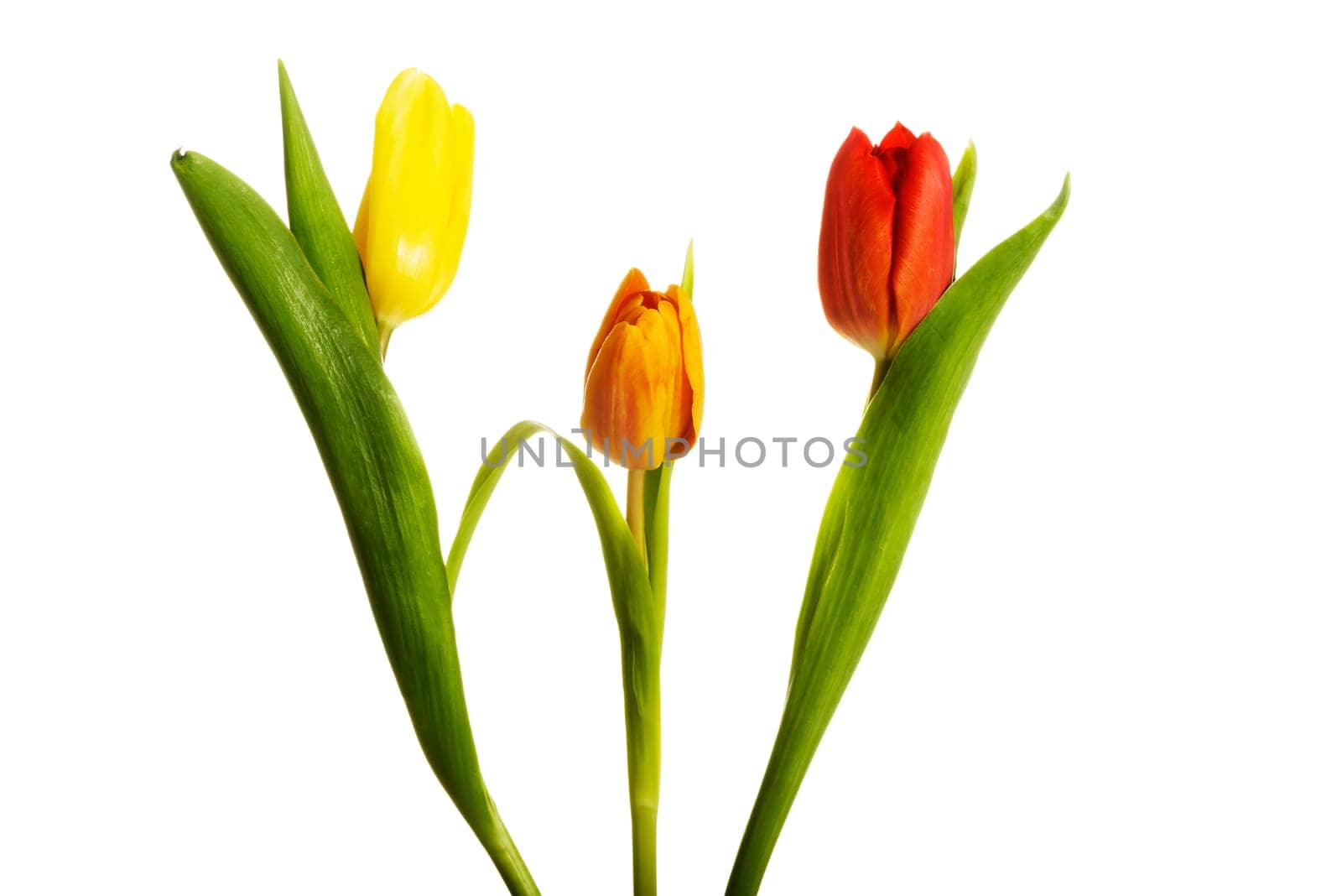 Tulips