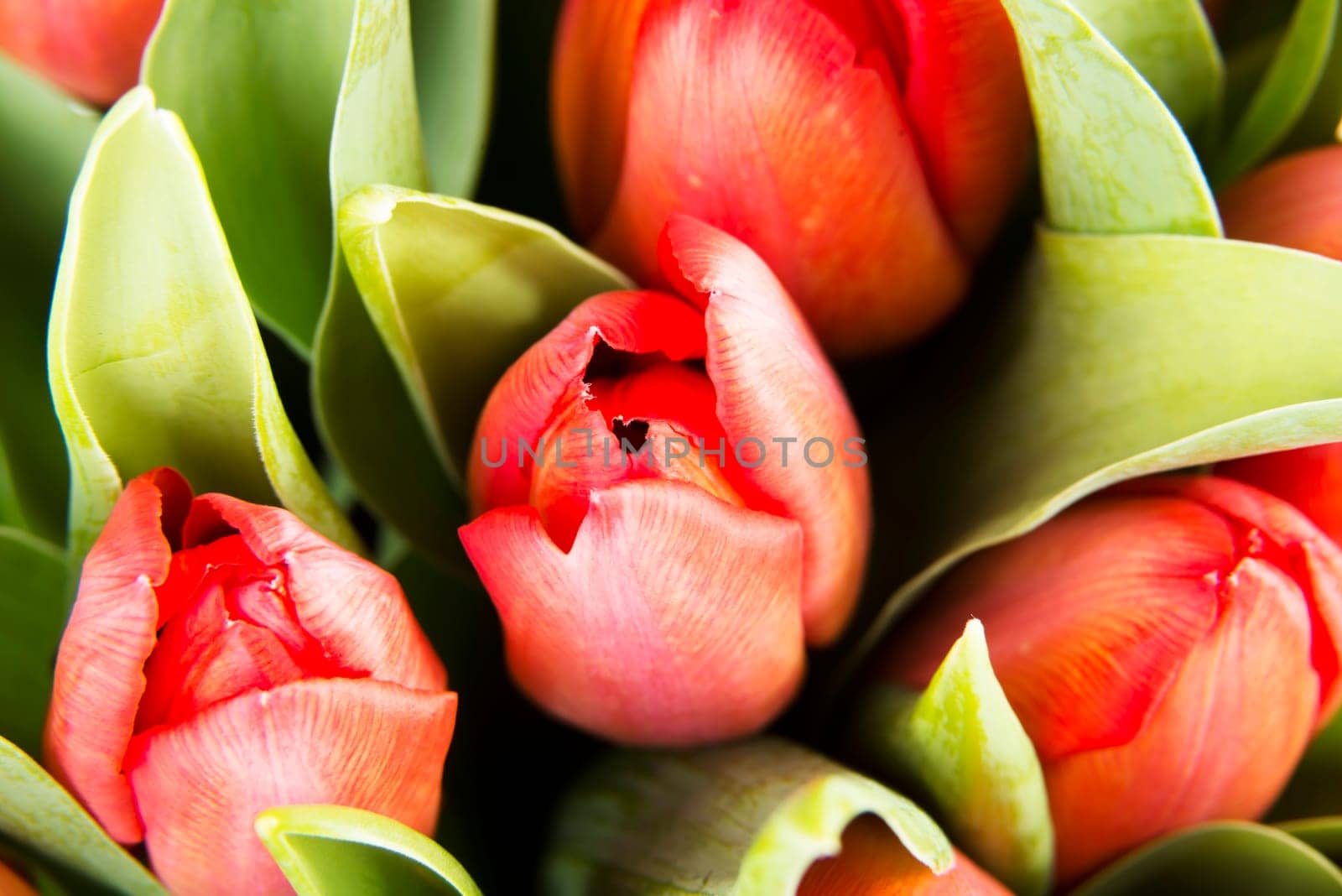 Red tulips