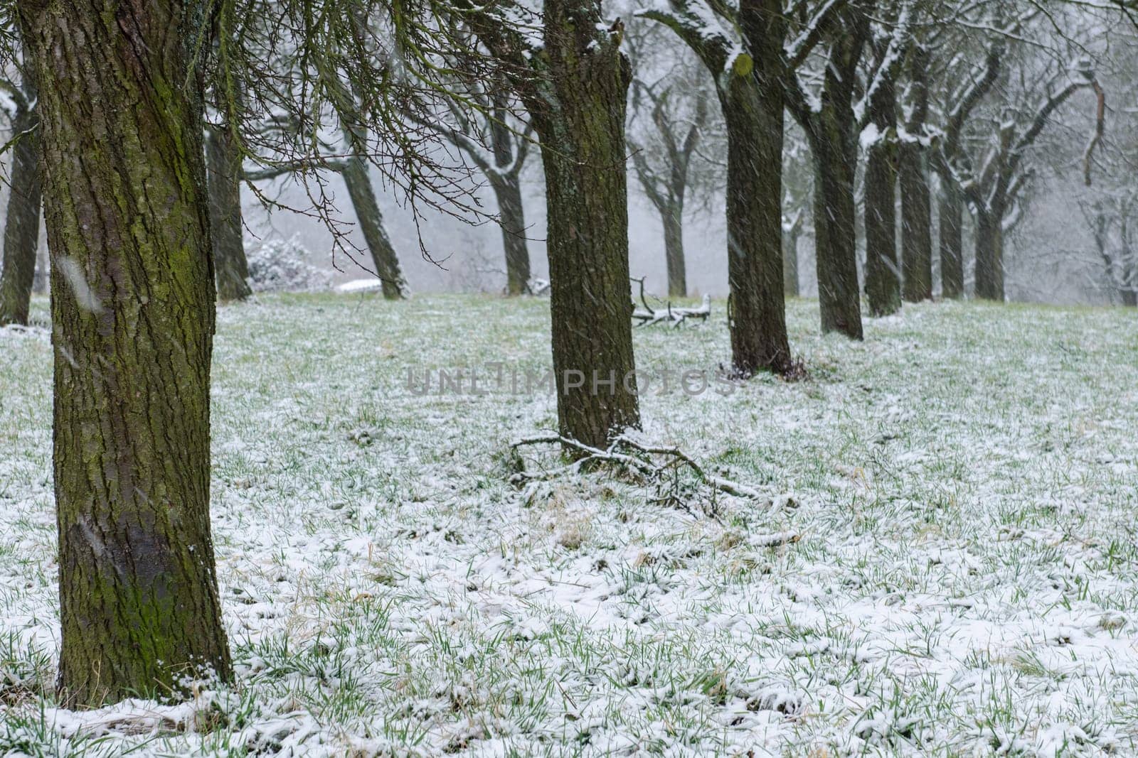Trees in cold winter with snowfall