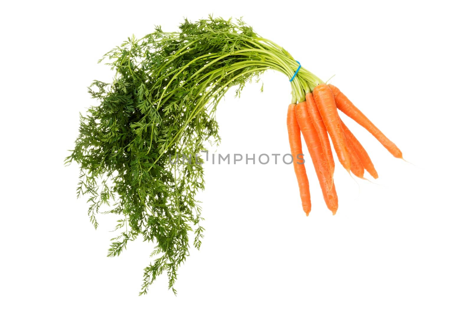 Bunch of carrots , isolated