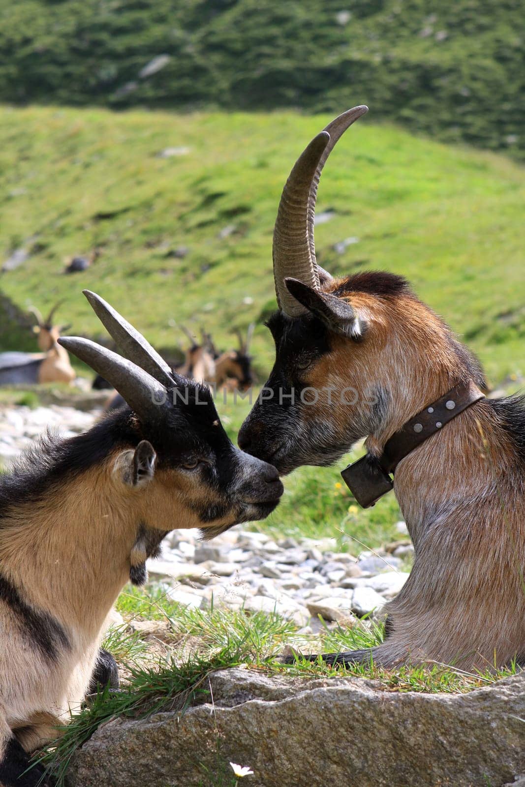 Goats on an alpine pasture in South Tyrol
