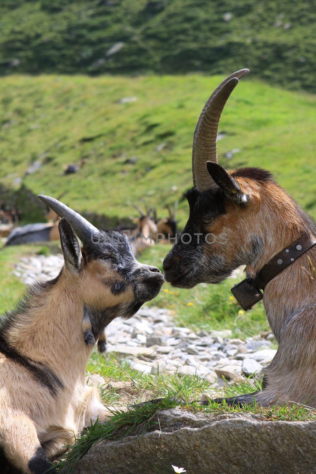 Goats on an alpine pasture in South Tyrol