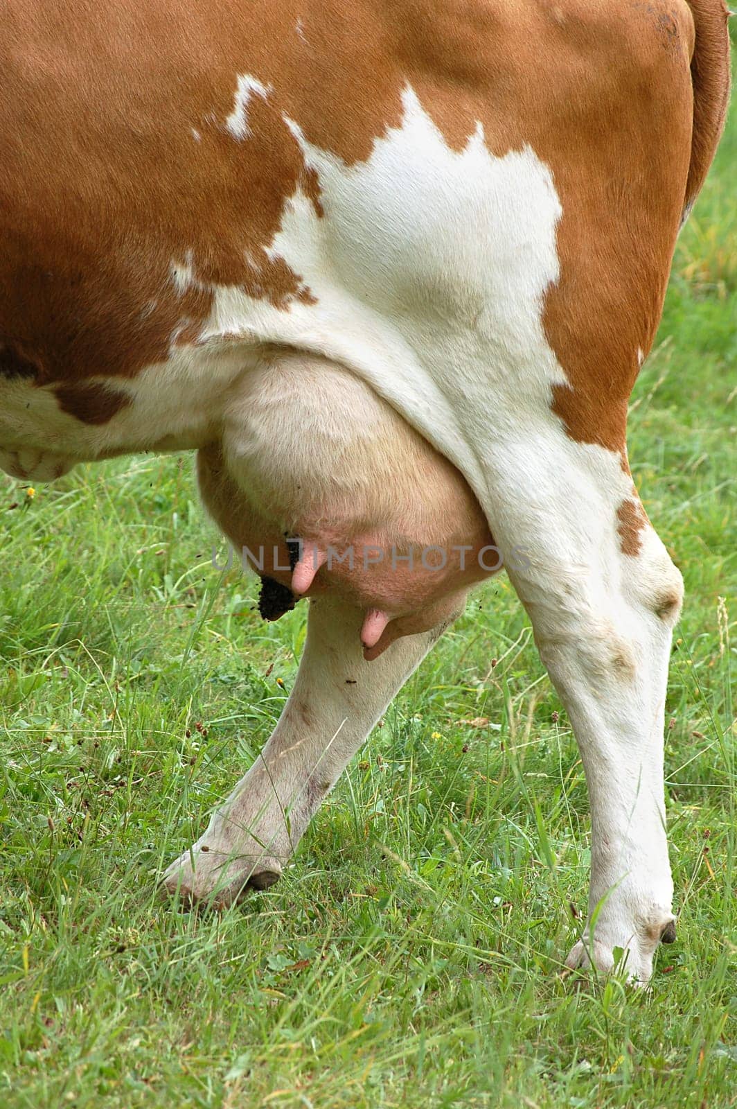 Detail view of a cow udder full with milk