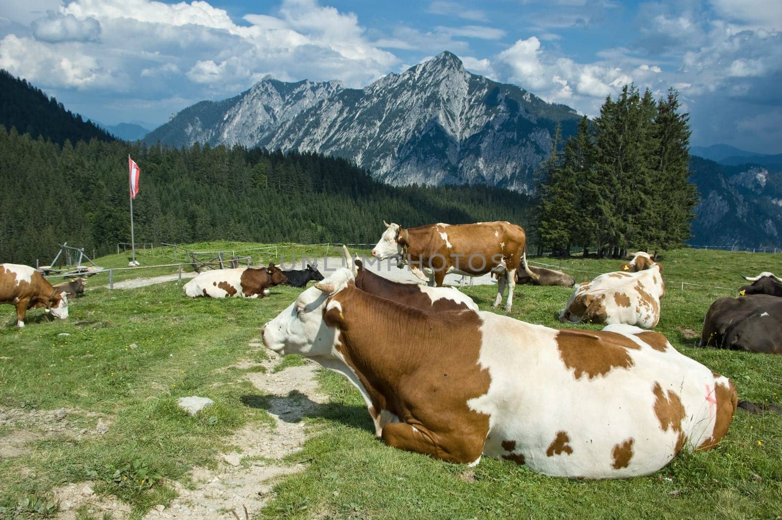 Resting Cows in Austria