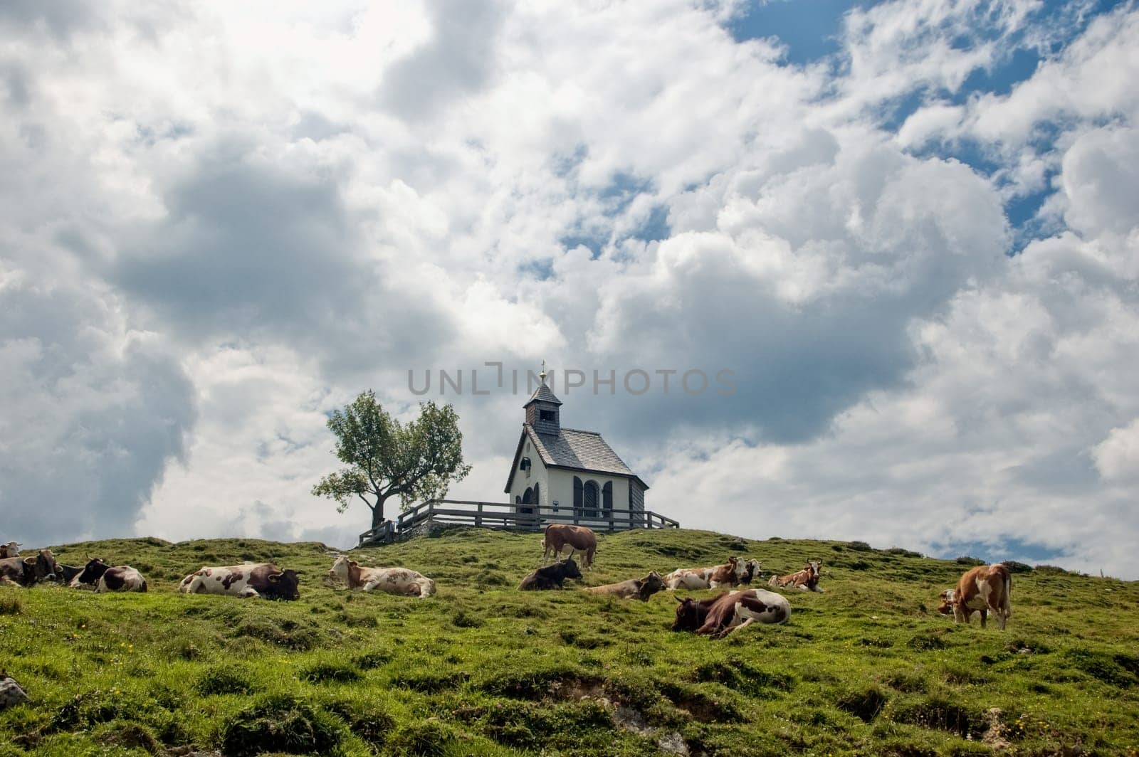 Chapel and Cows on the hilltop, taken in Austria