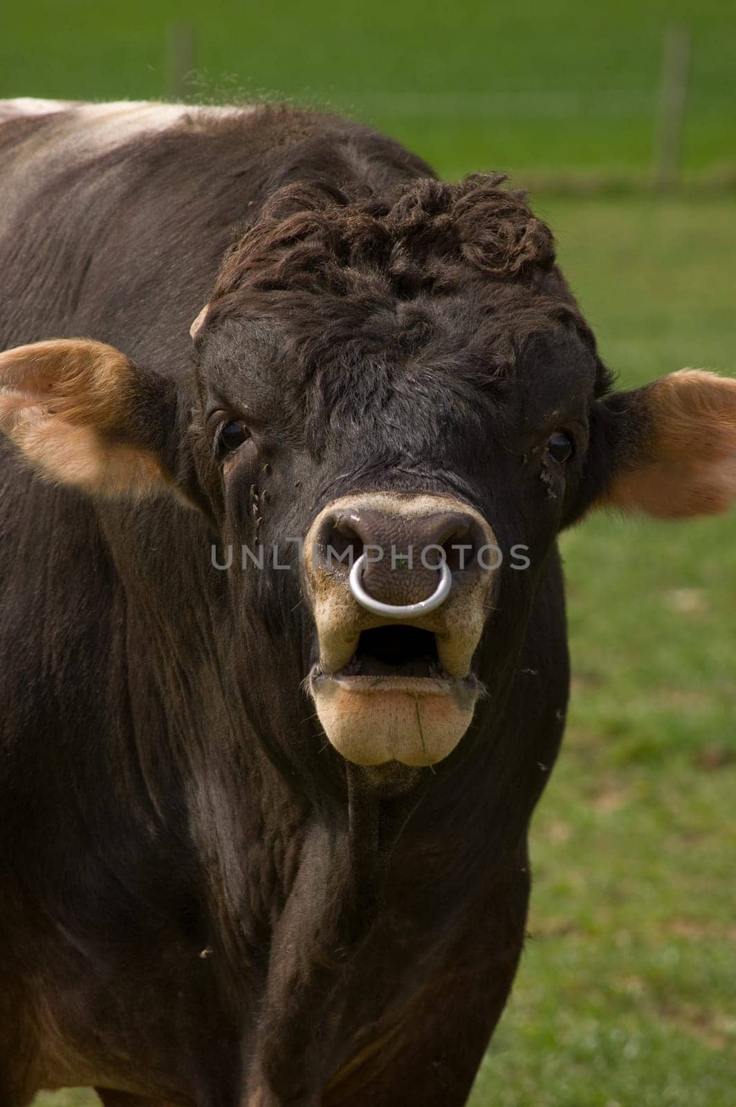 Dangerous looking Bull with noise ring