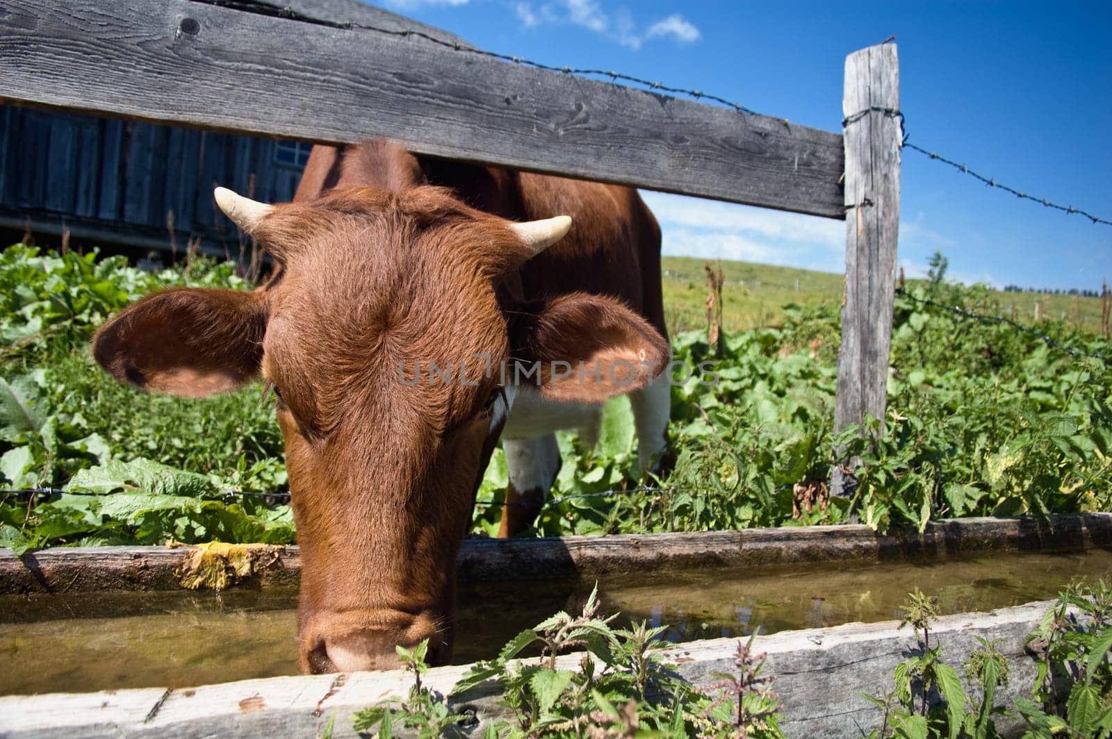 Drinking Cow from a wooden tub