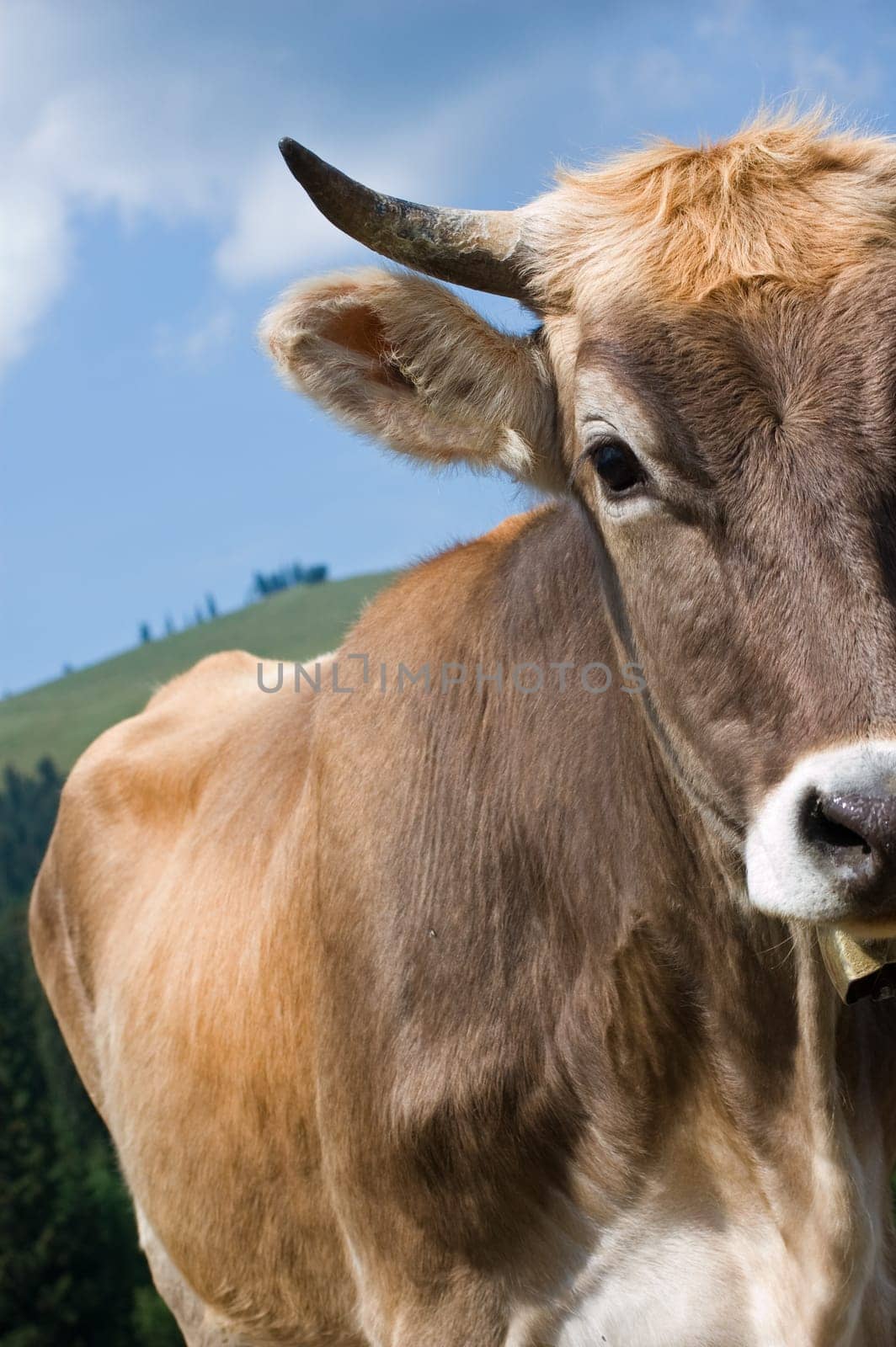 Detail view of a brown swiss cow