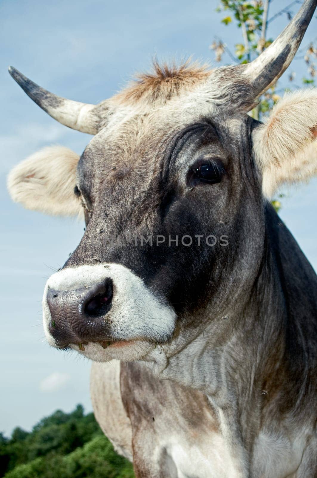 Close Up of a grey Swiss Cattle