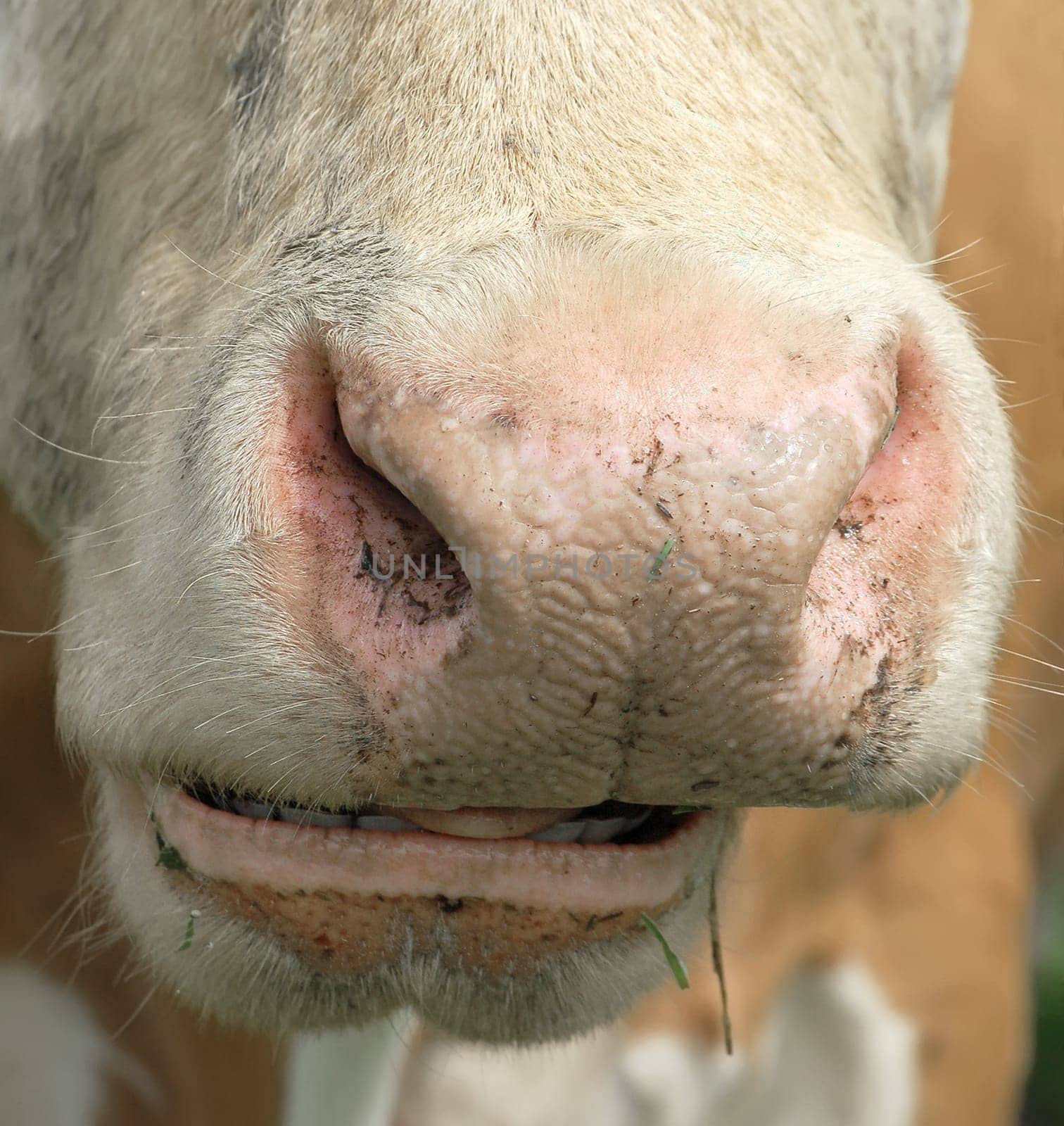 Detail view of a rehashing cow