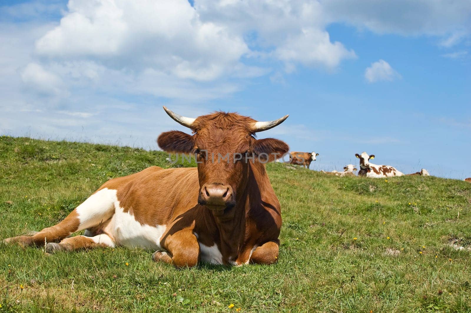 Relaxing brown Cow in the Pasture