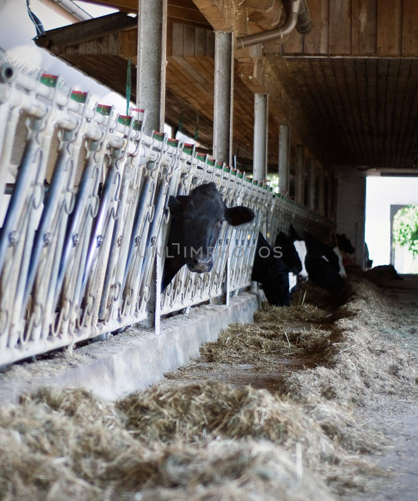 One Black Cow look out the Stable