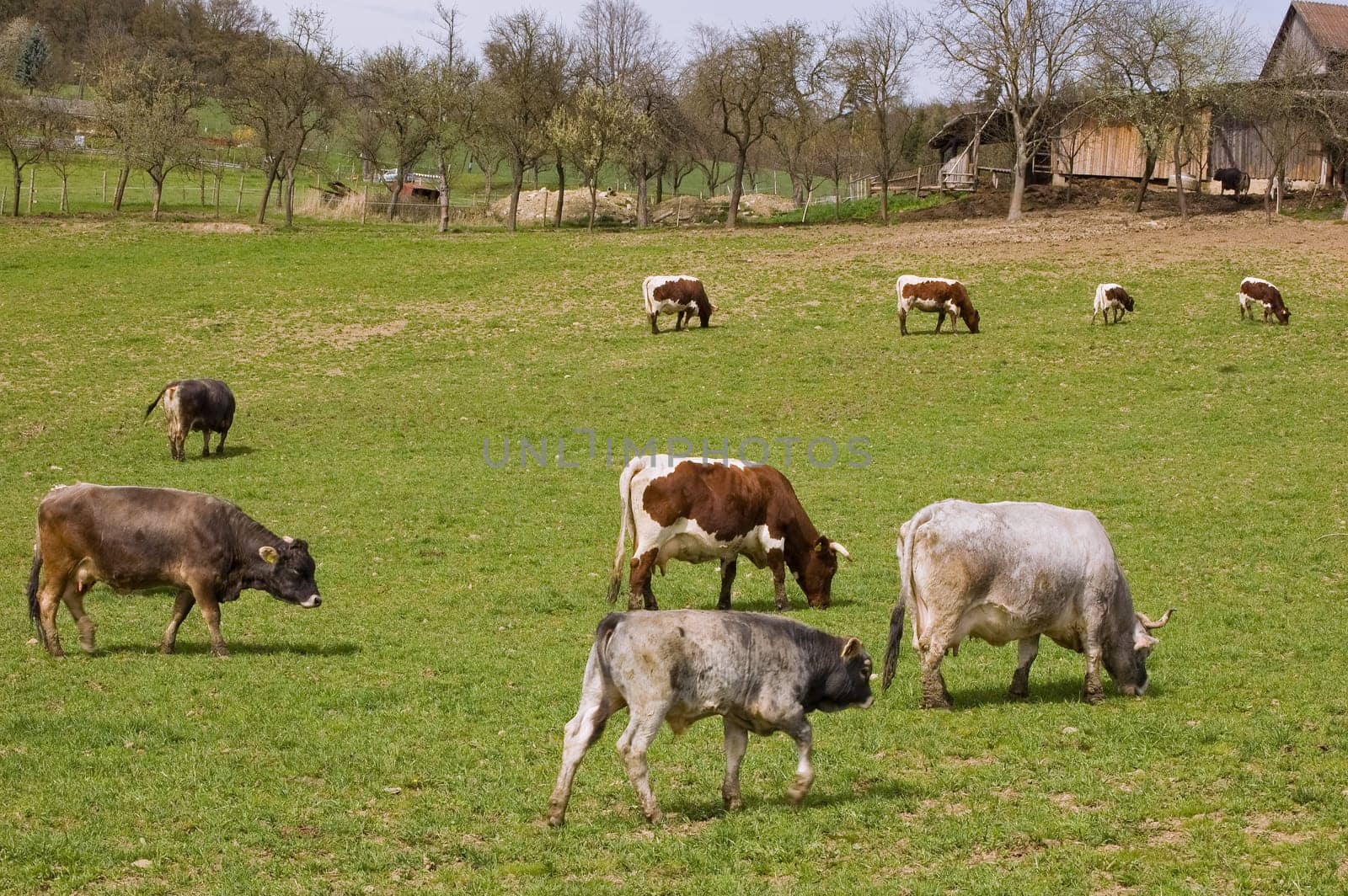 Meadow with Cows, taken in Upper Austria