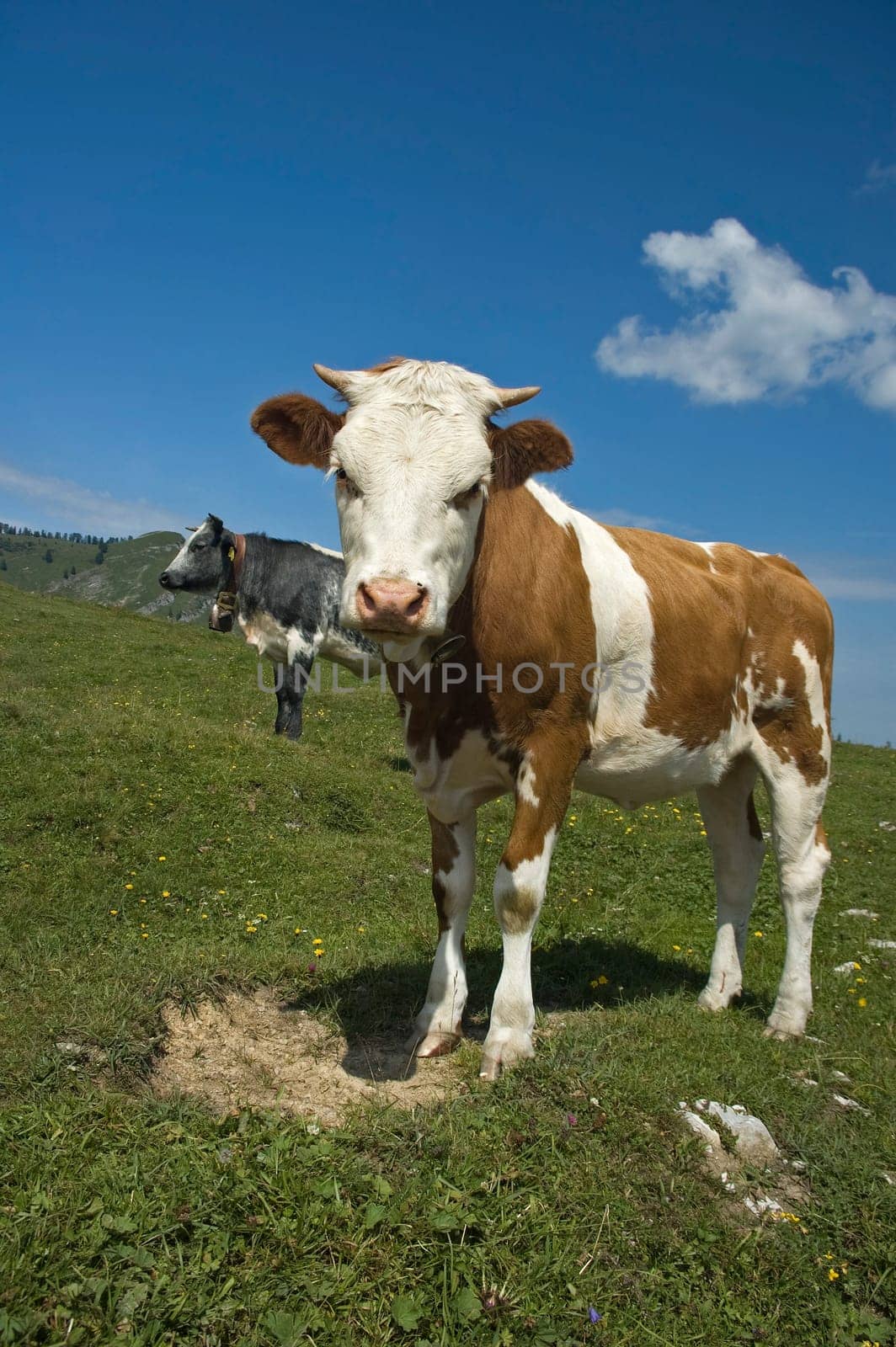 Young Calf standing in the austrian Pasture