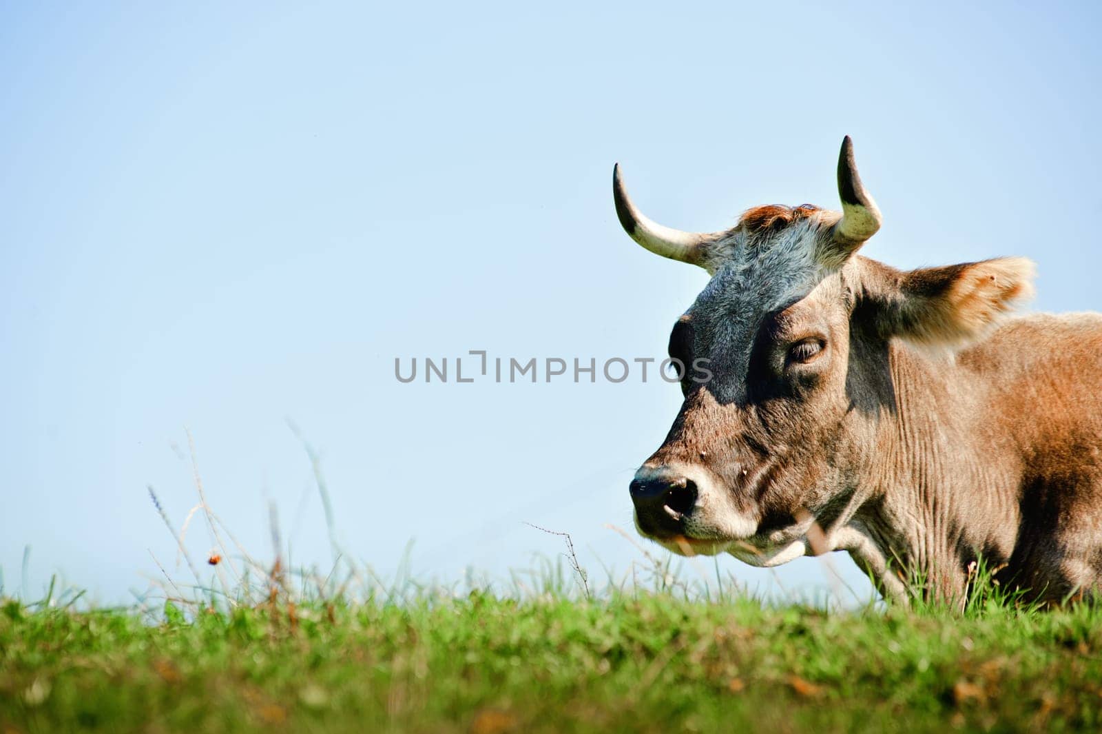 Resting Cow with Copyspace