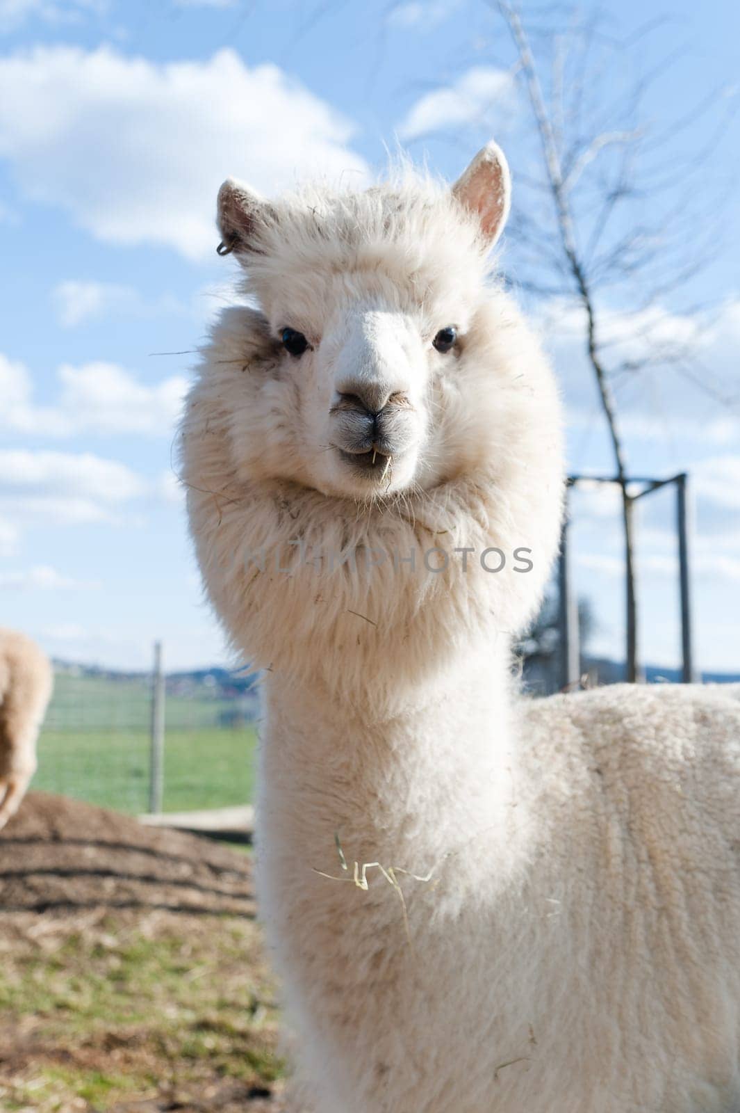 White Alpaca with Lions Mane