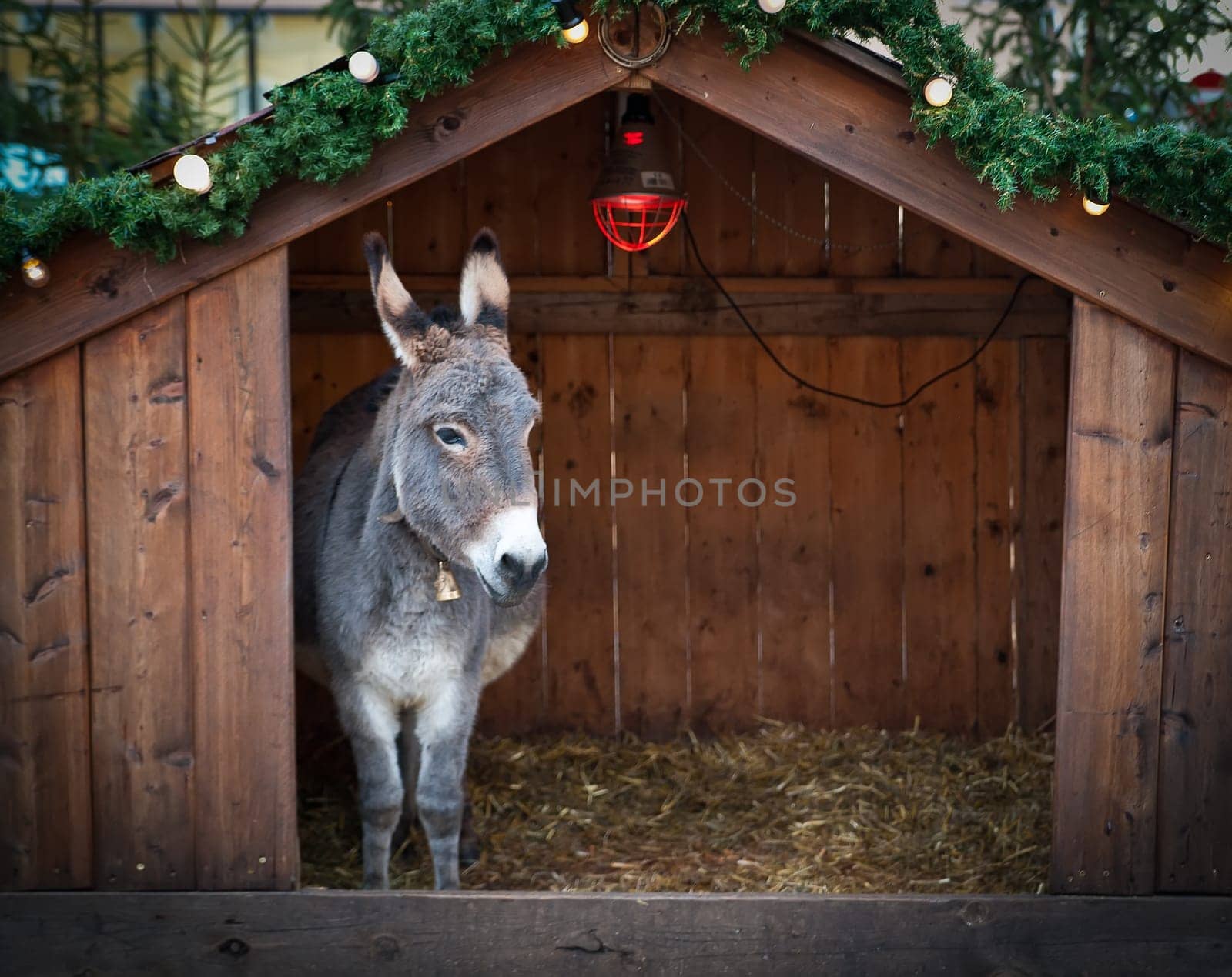 Donkey in a wooden Christmas Stable