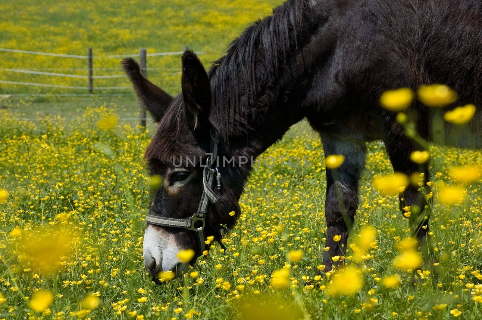 Donkey in a Field of yellow Flowers