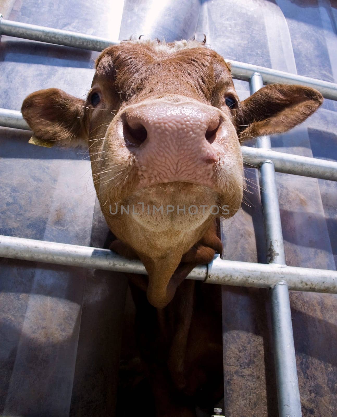 Calf from below looking out of a stable