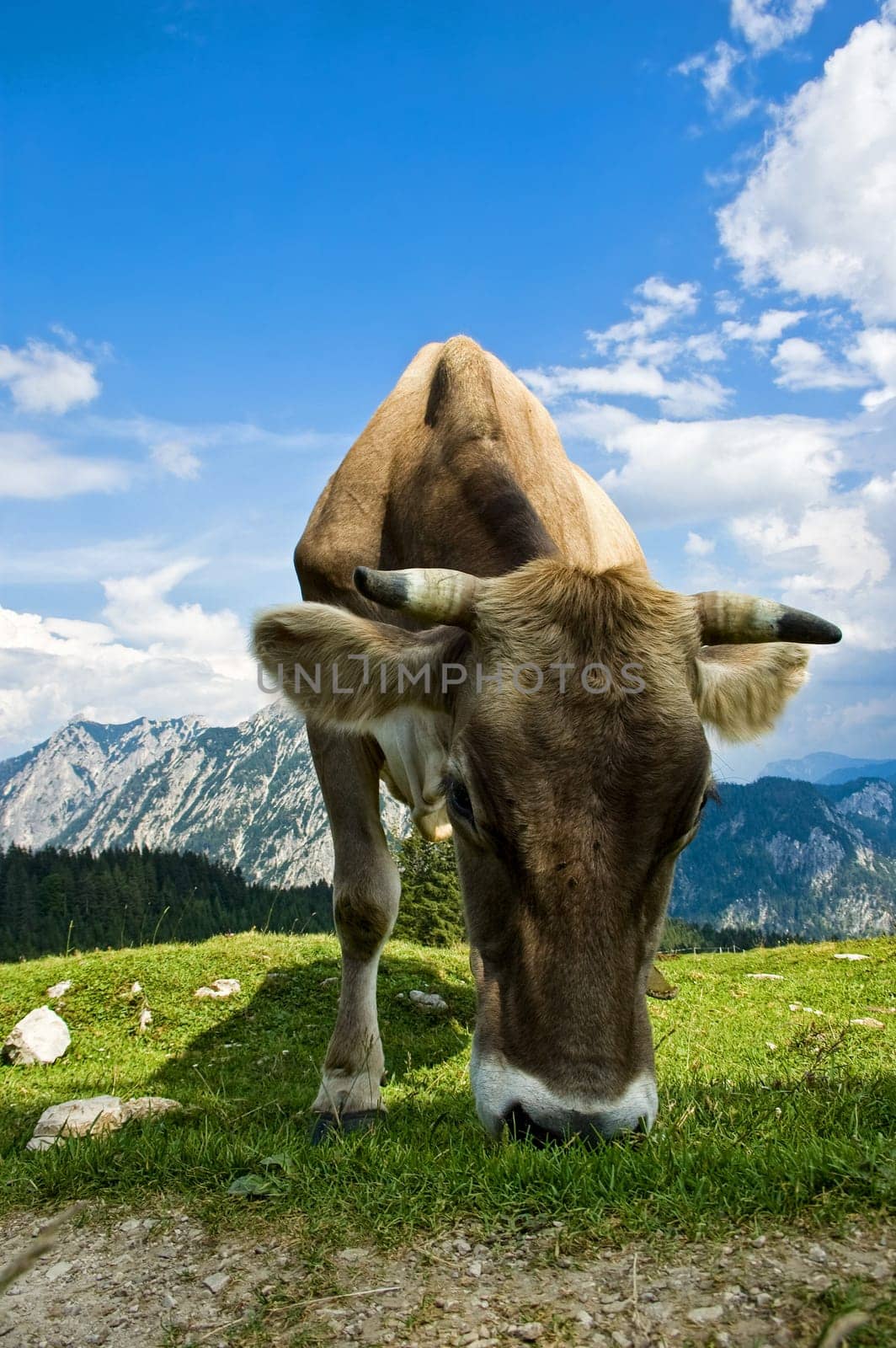 Grazing Swiss Cattle in the austrian Alps