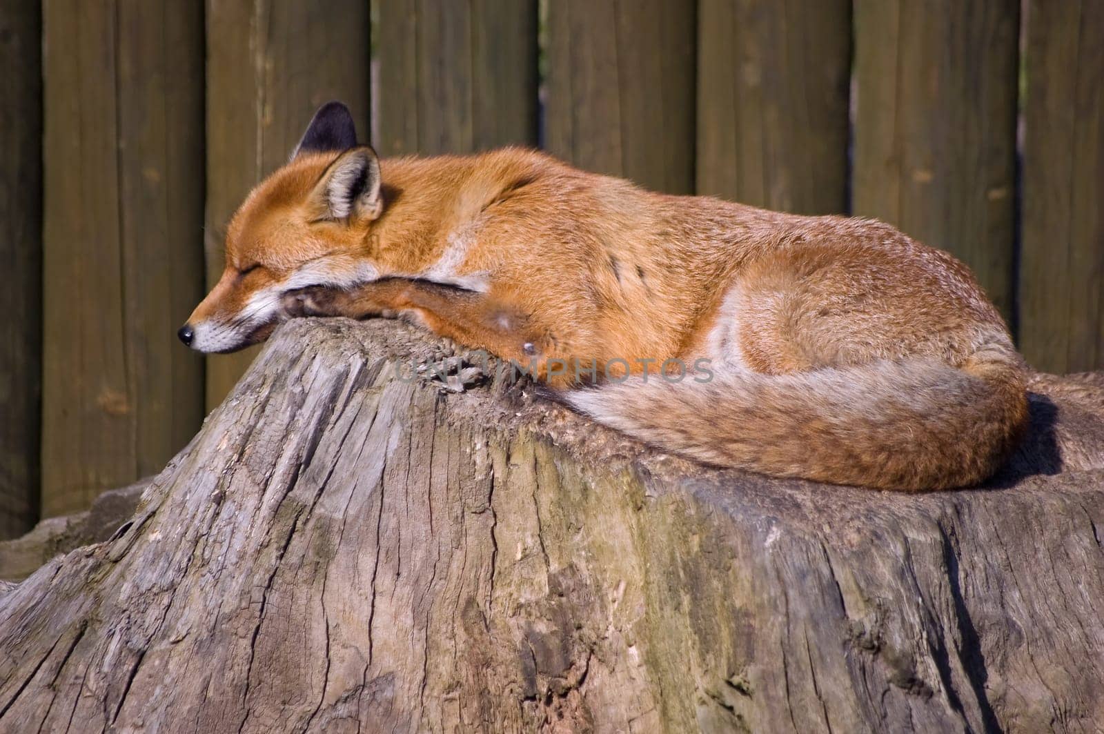 One sleeping red fox on a tree trunk