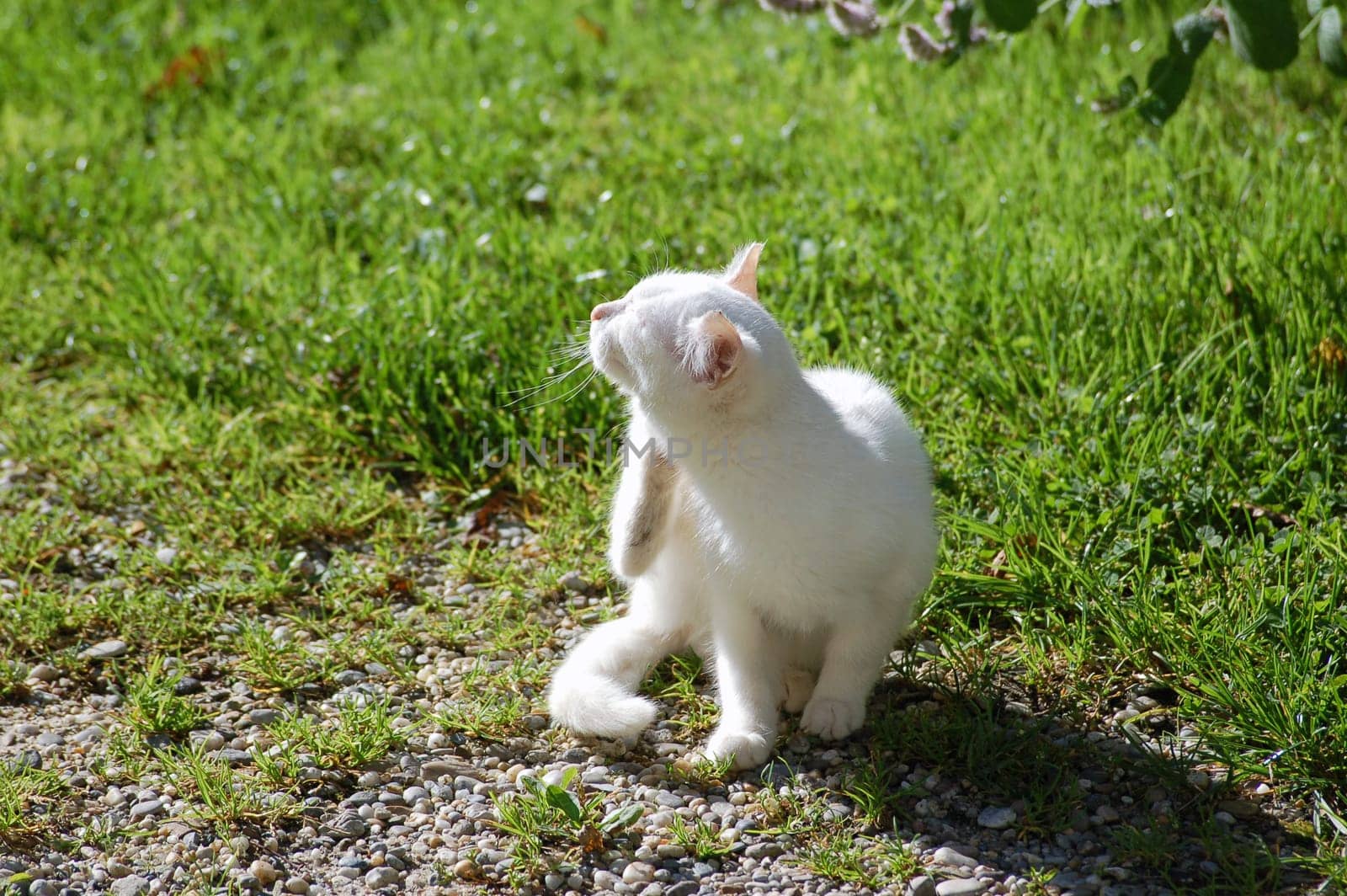 White Cat scratching neck