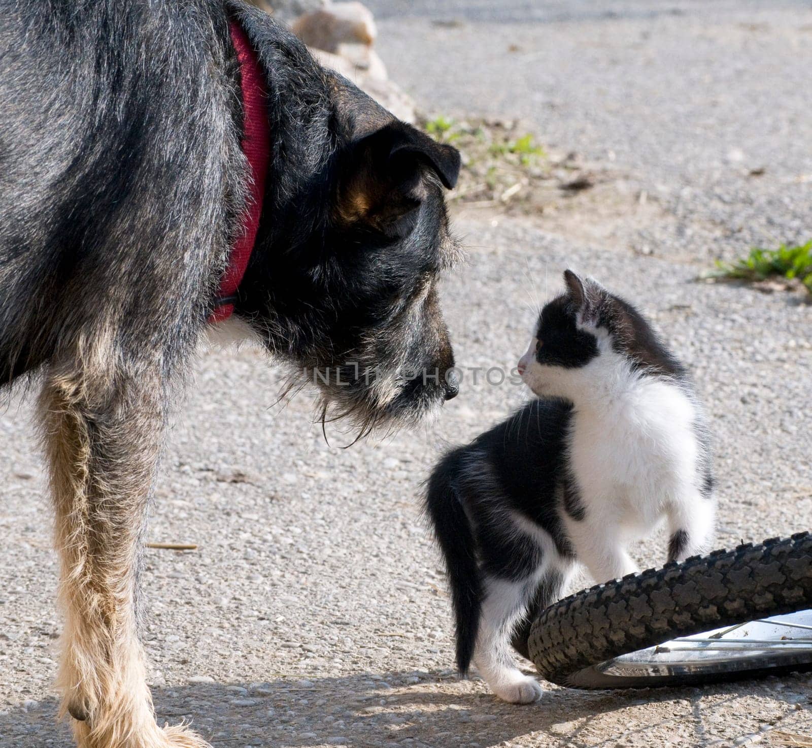 Young Cat close to a dog