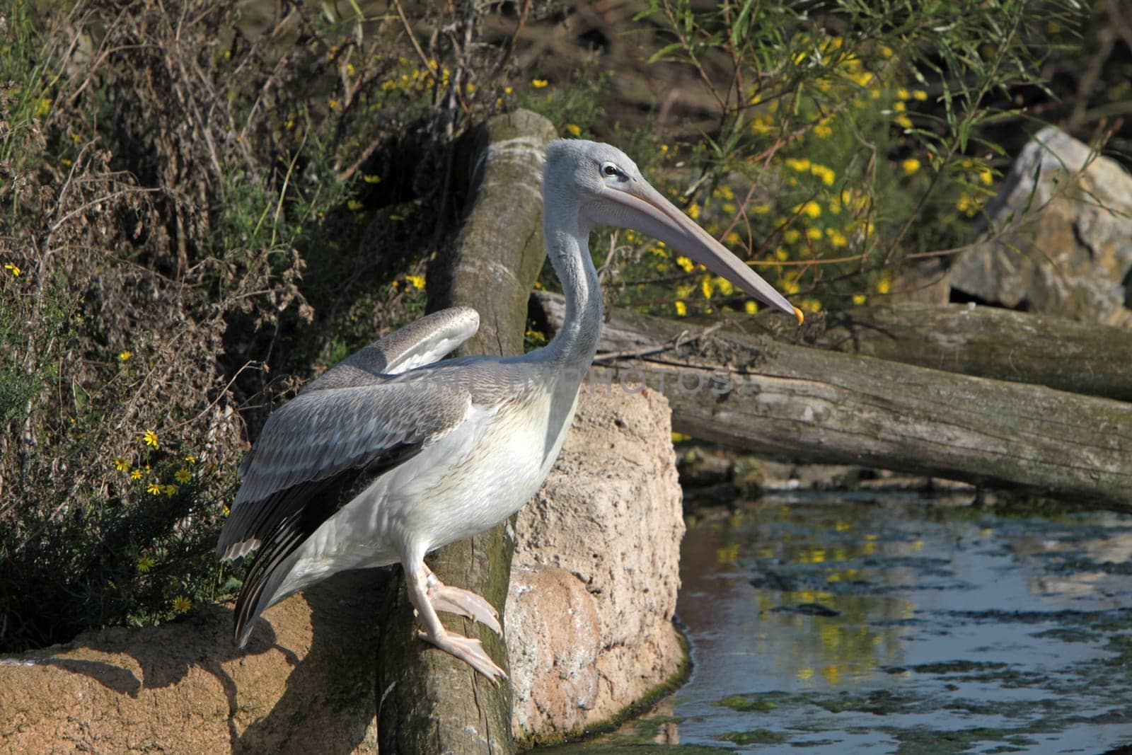 Lesser pelicans
