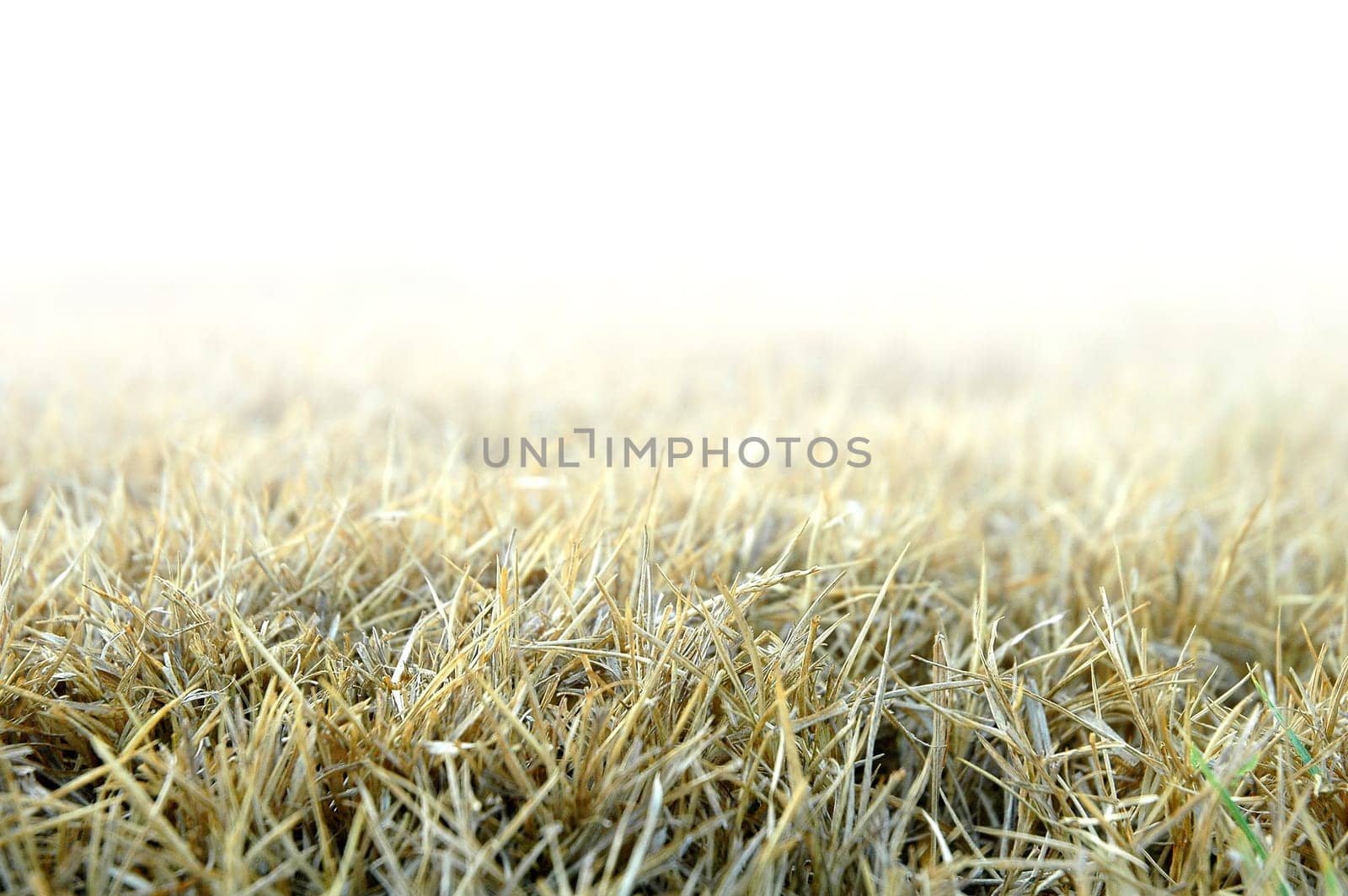 dried grass