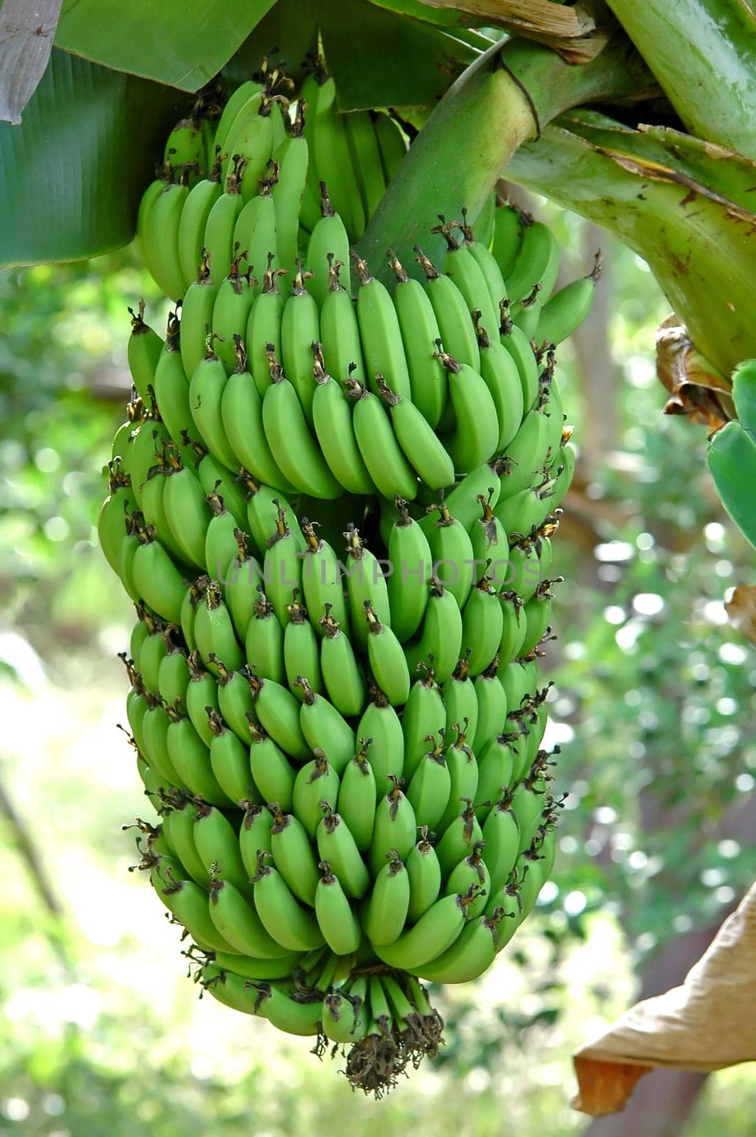 green banana