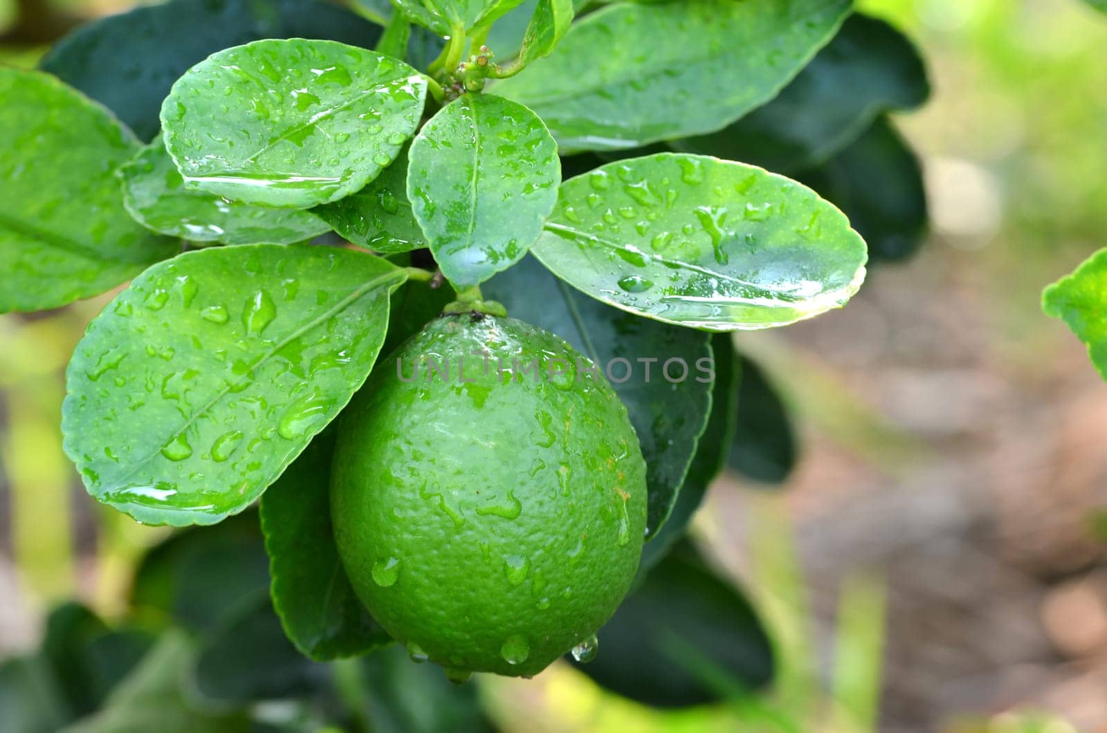 Fresh green lime on a tree