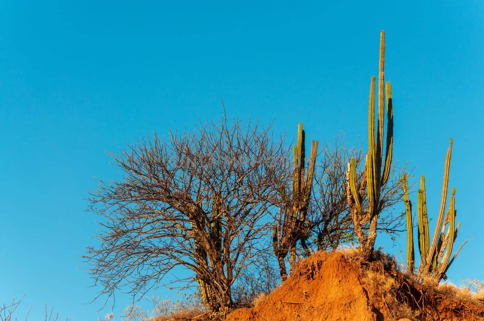 Cactus and dry trees in a desert bathed in golden light