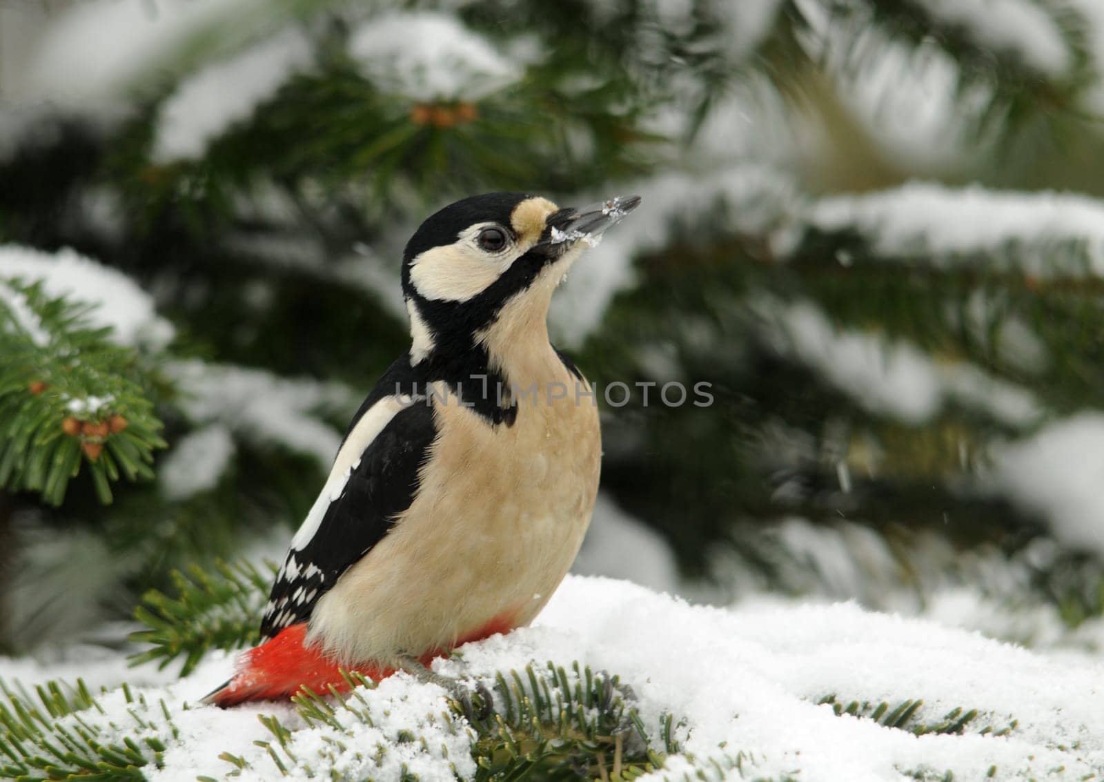 Great spotted woodpecker in winter