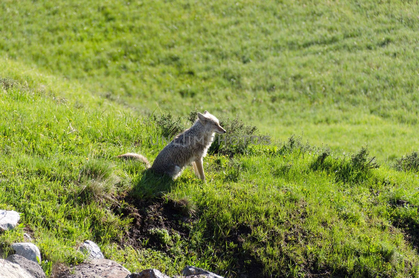 coyote in Yellowstone in Wyoming in the United States of America