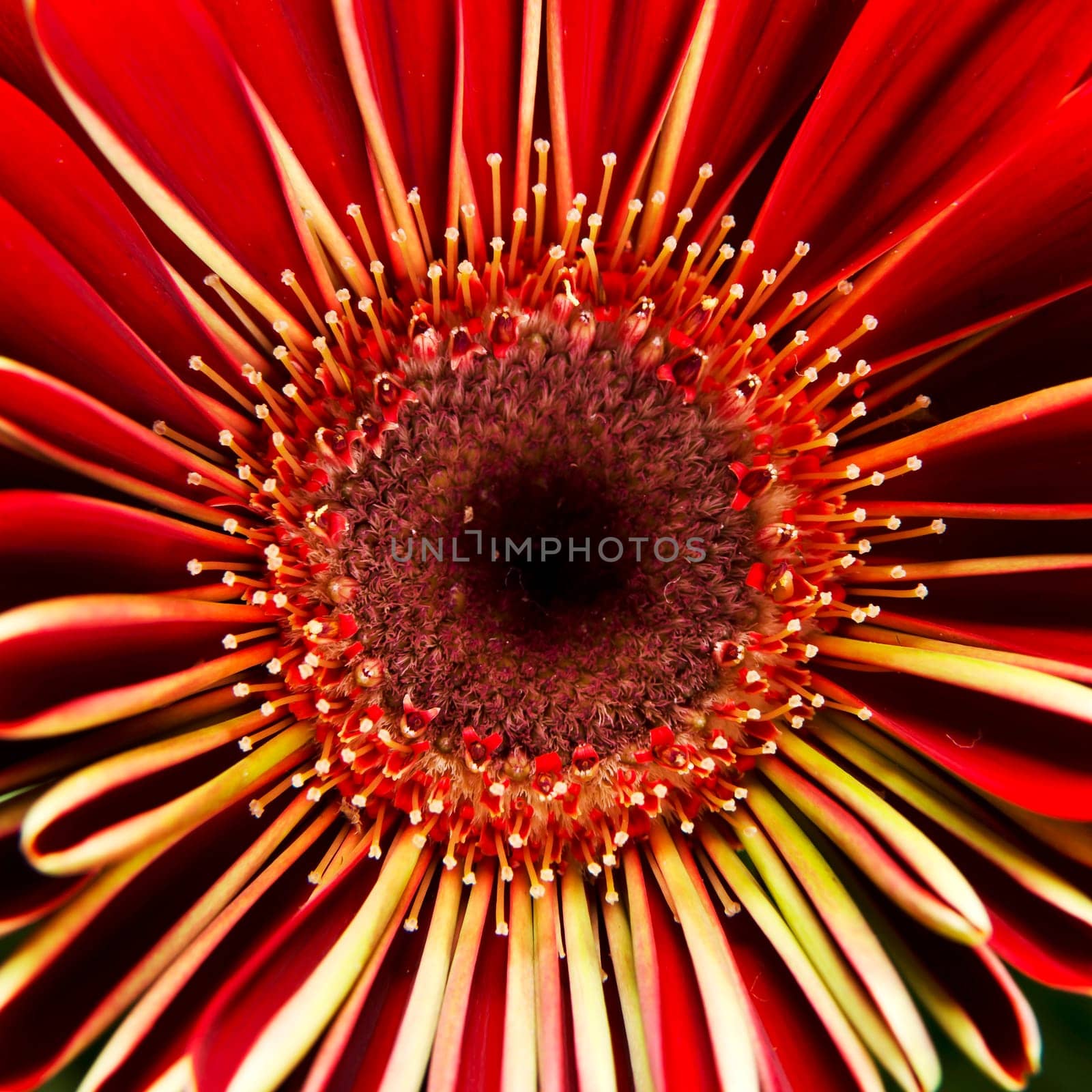 Gerber macro shoot