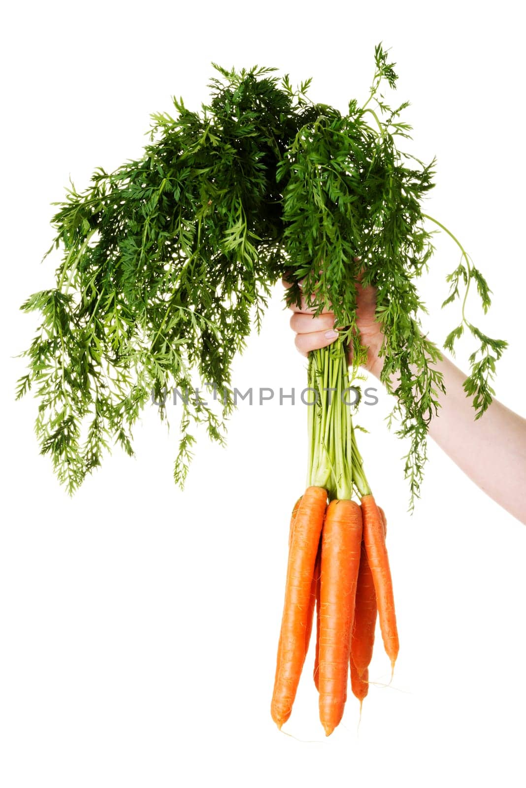 Woman's hand holding bunch of whole fresh organic orange carrots