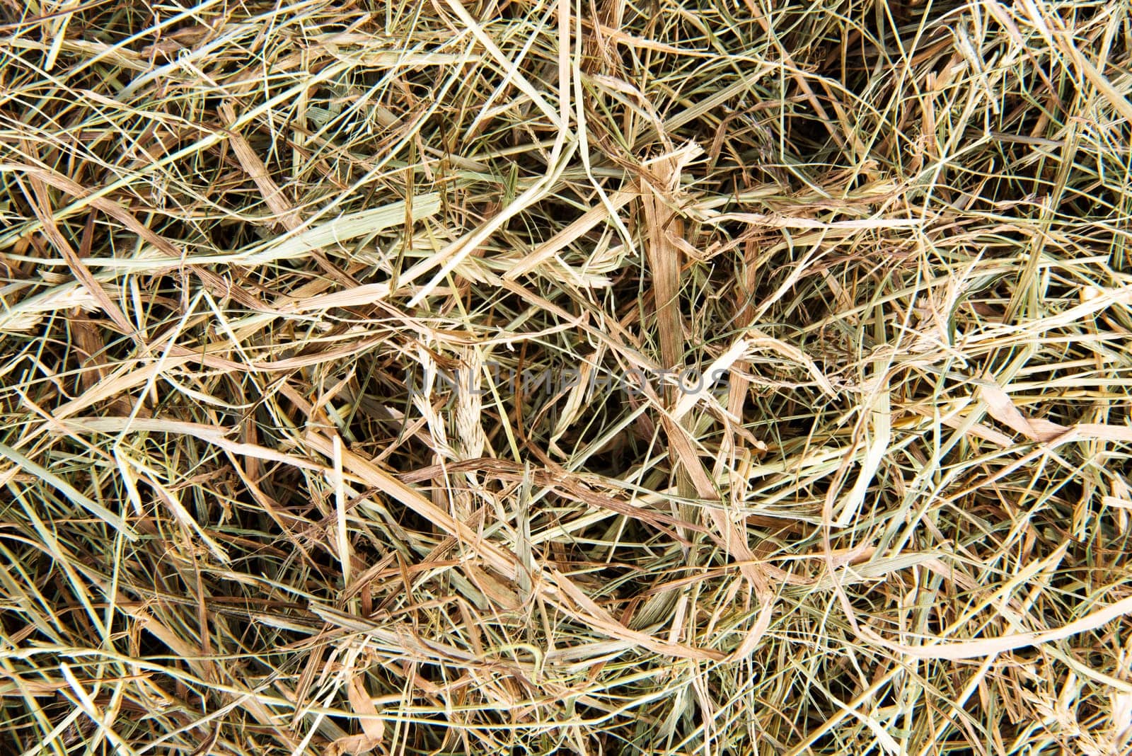 Golden hay texture
