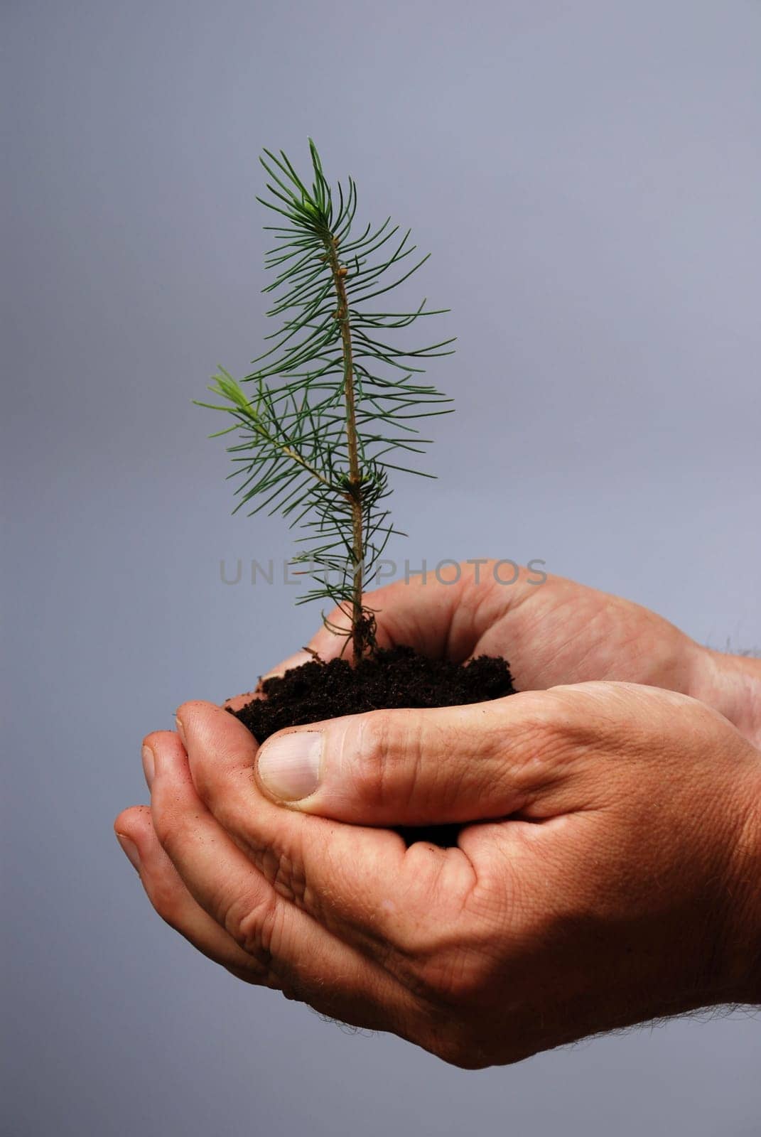 a male hand protects a small tree