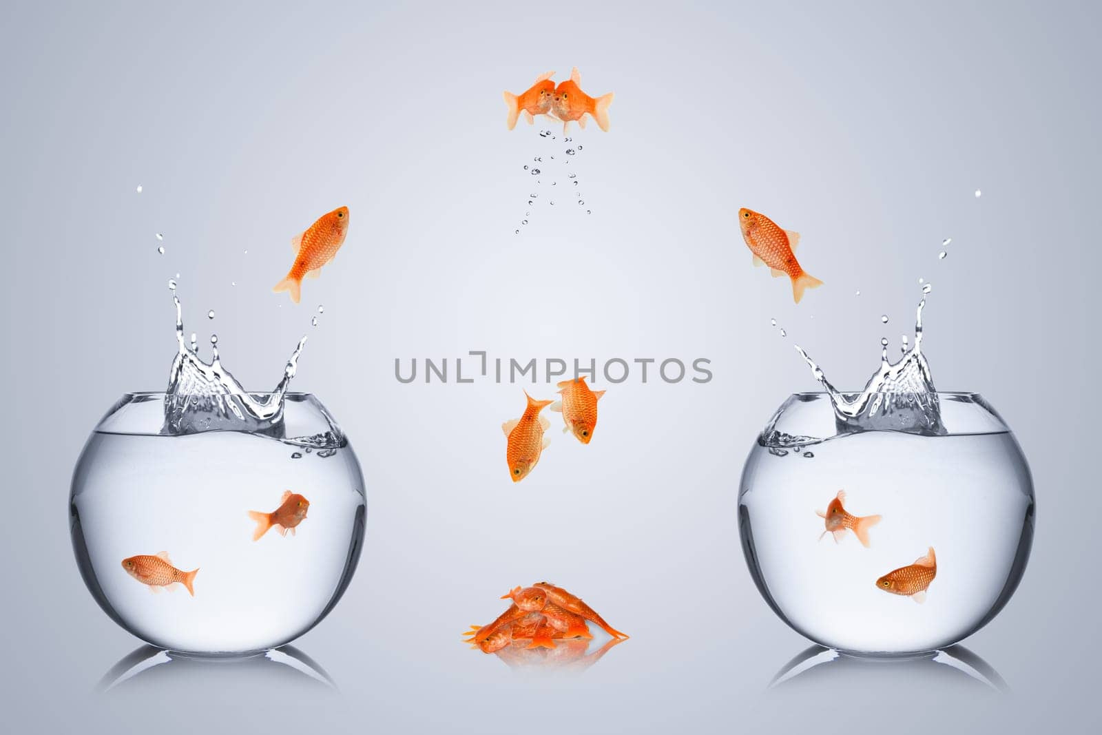 Fish collide over tanks and plunge