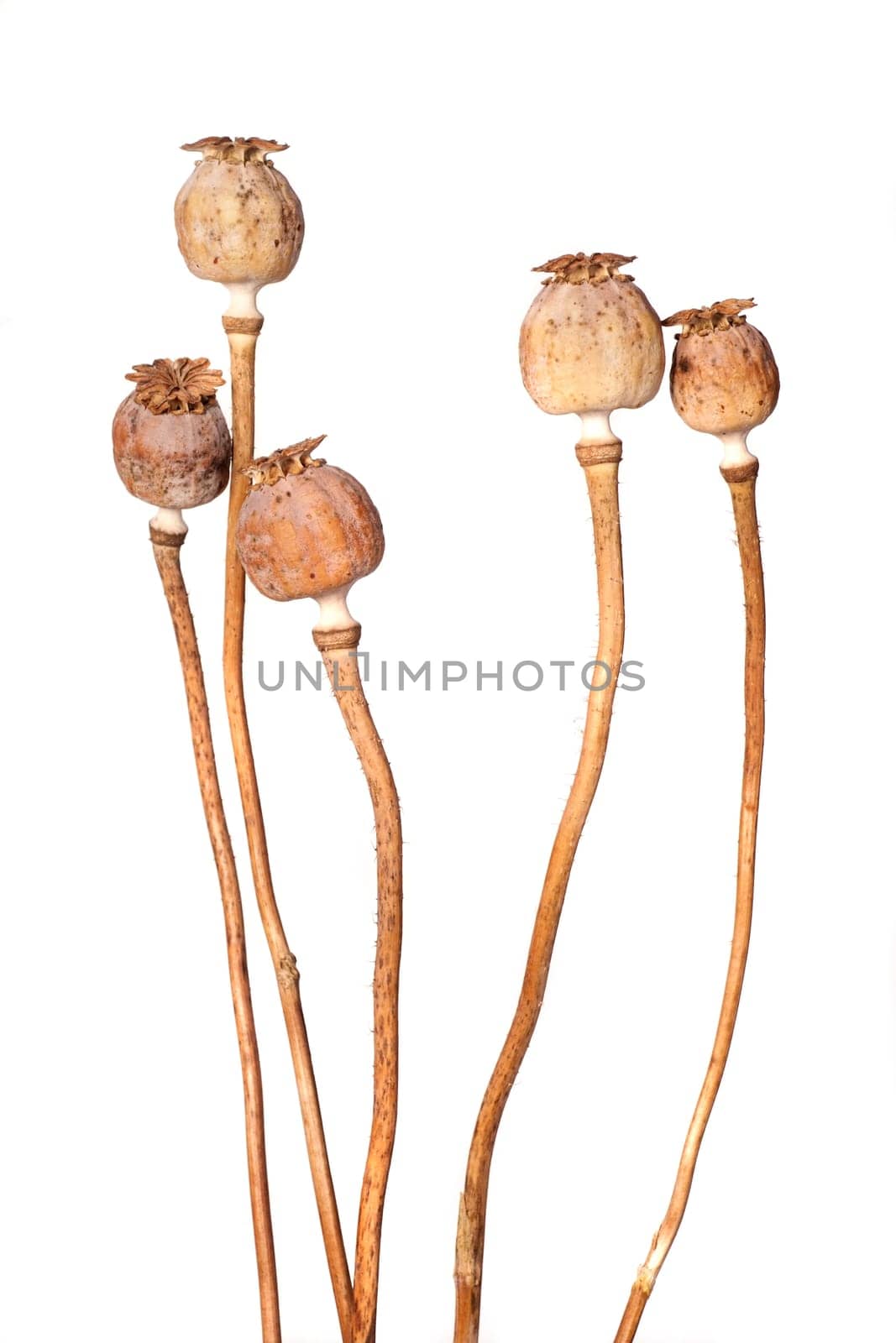 Dry poppies isolated on white