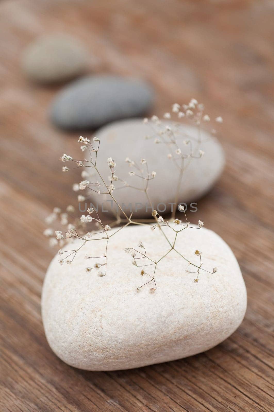 Delicate plant on white stone