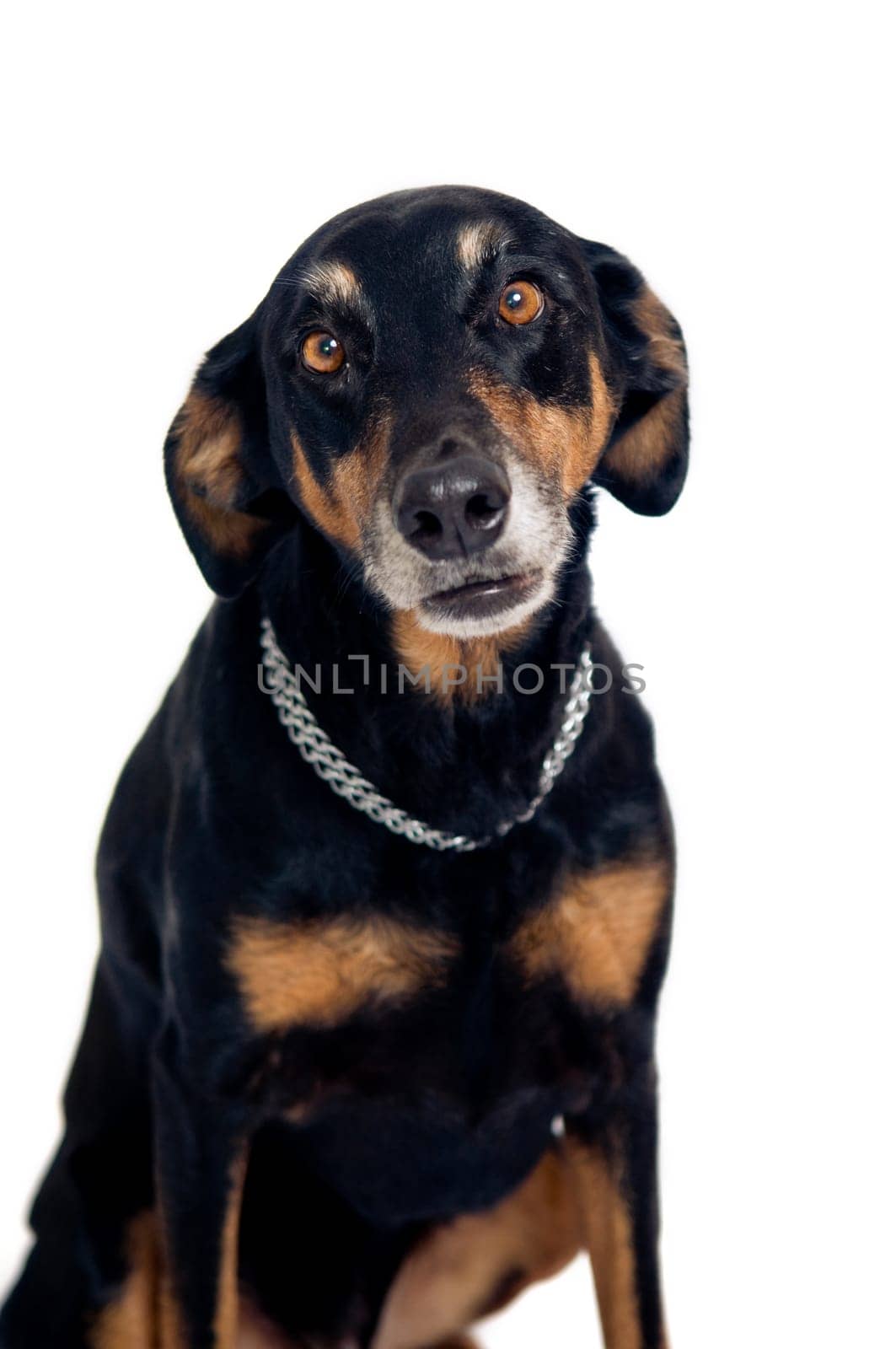 Funny mixed breed dog looking at camera. Isolated on white.