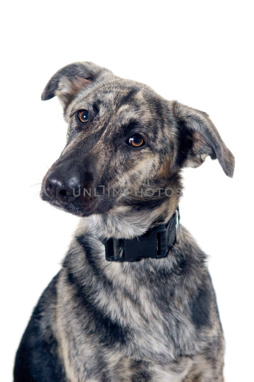 Mixed breed dog portrait isolated on white background