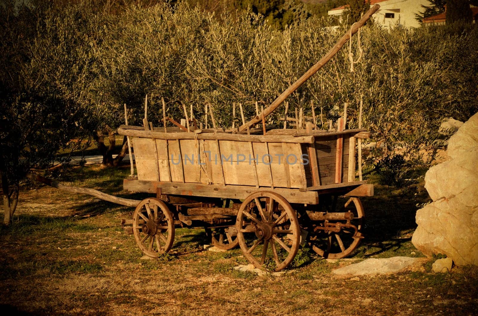 Old wagon and olive trees