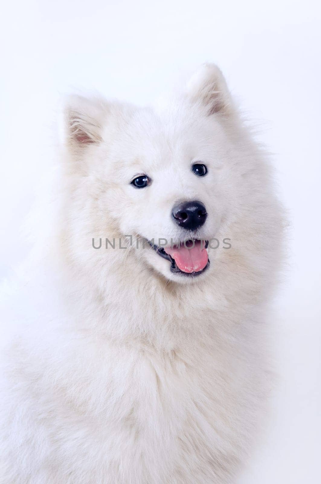 Samoyed dog portrait on simple background