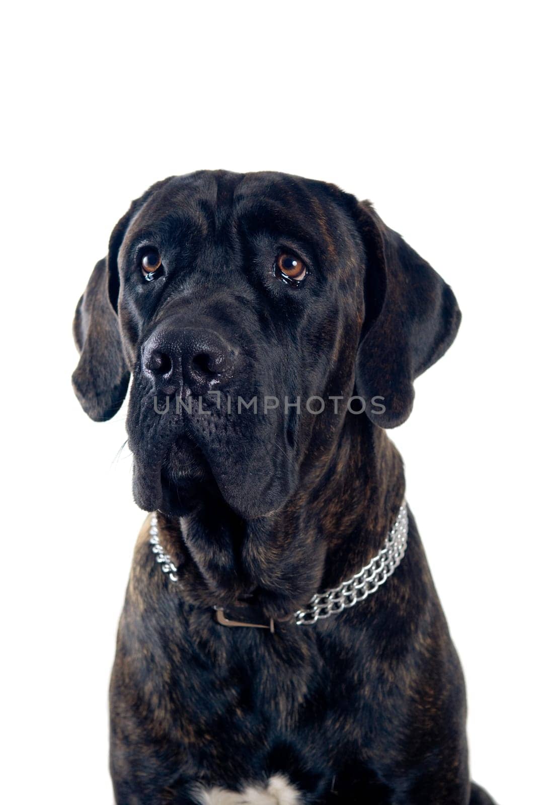 Cane-corso dog portrait isolated on white